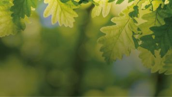 Green tree leaves