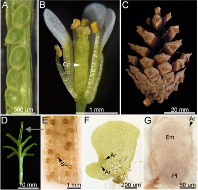 A collage of images featuring seed plants during reproduction.