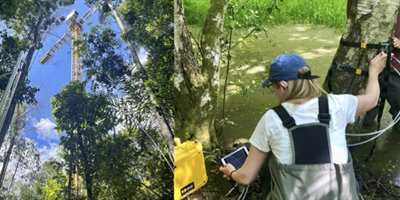 Images of a flux tower and a woman collecting field data