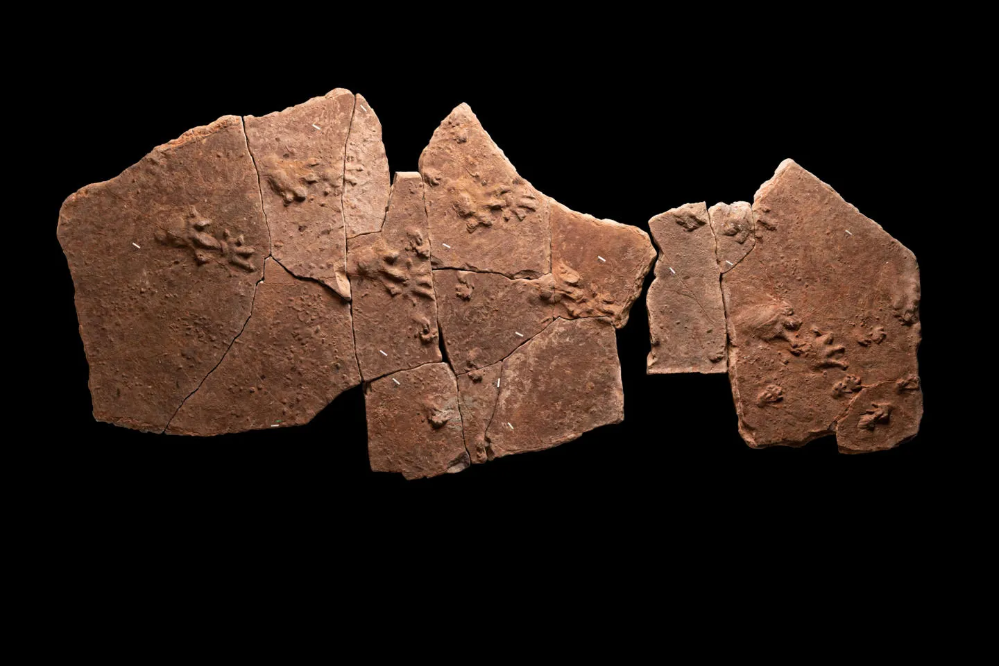 Trackways in Carboniferous-aged sandstone from Alveley, Shropshire.