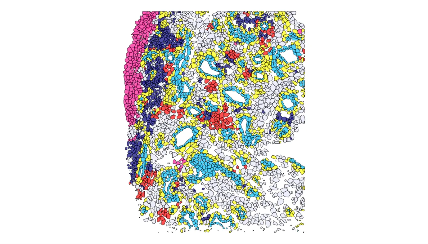 Multicoloured pattern of cells