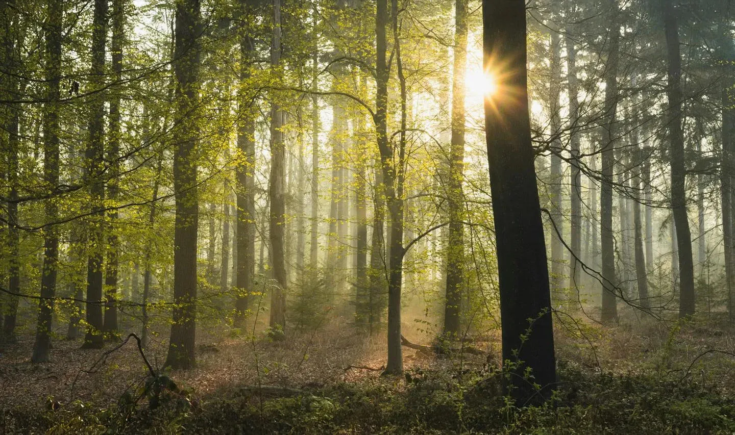 A misty forest at dawn with a low sun beaming through the trees